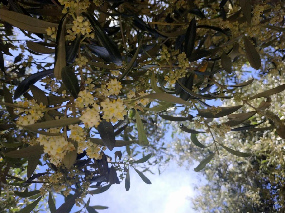 Vacanza In Ogliastra Tertenìa Exteriér fotografie
